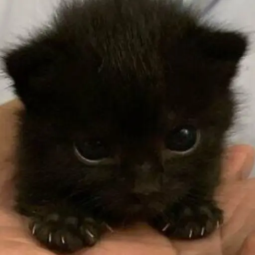 d_b의 집착 고양이