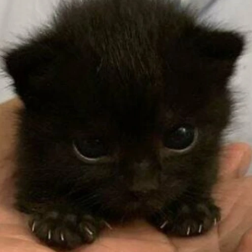 집착 고양이