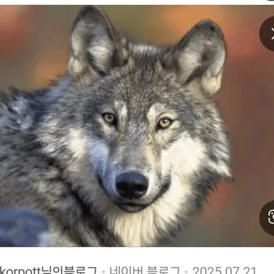 Profile image of 늑대
