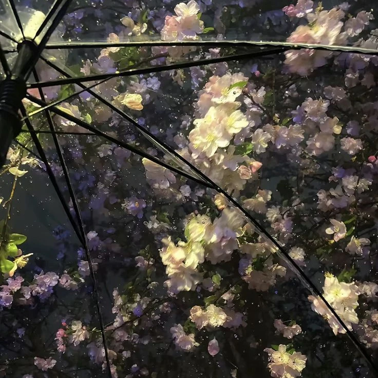 야마모토 쿄카