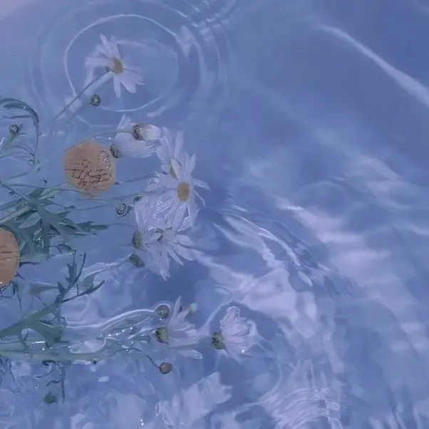 TriteBoiga8326의 혼혈-고고프렌즈+여우