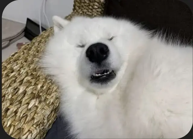 Profile image of 마루