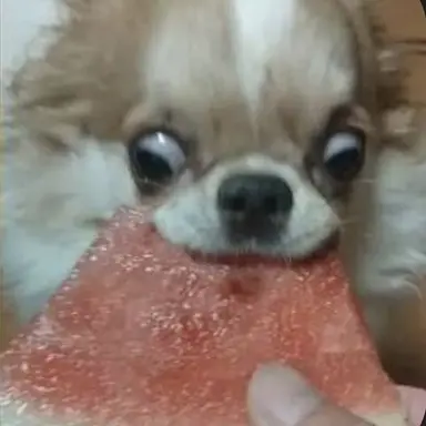 Profile image of 레오