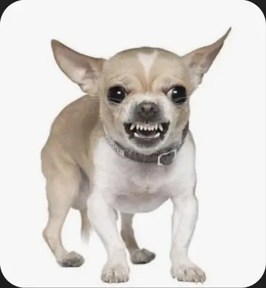 Profile image of 레오