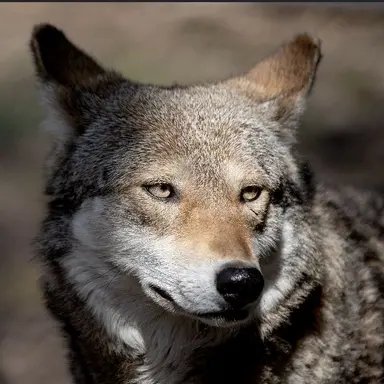 Profile image of 늑대