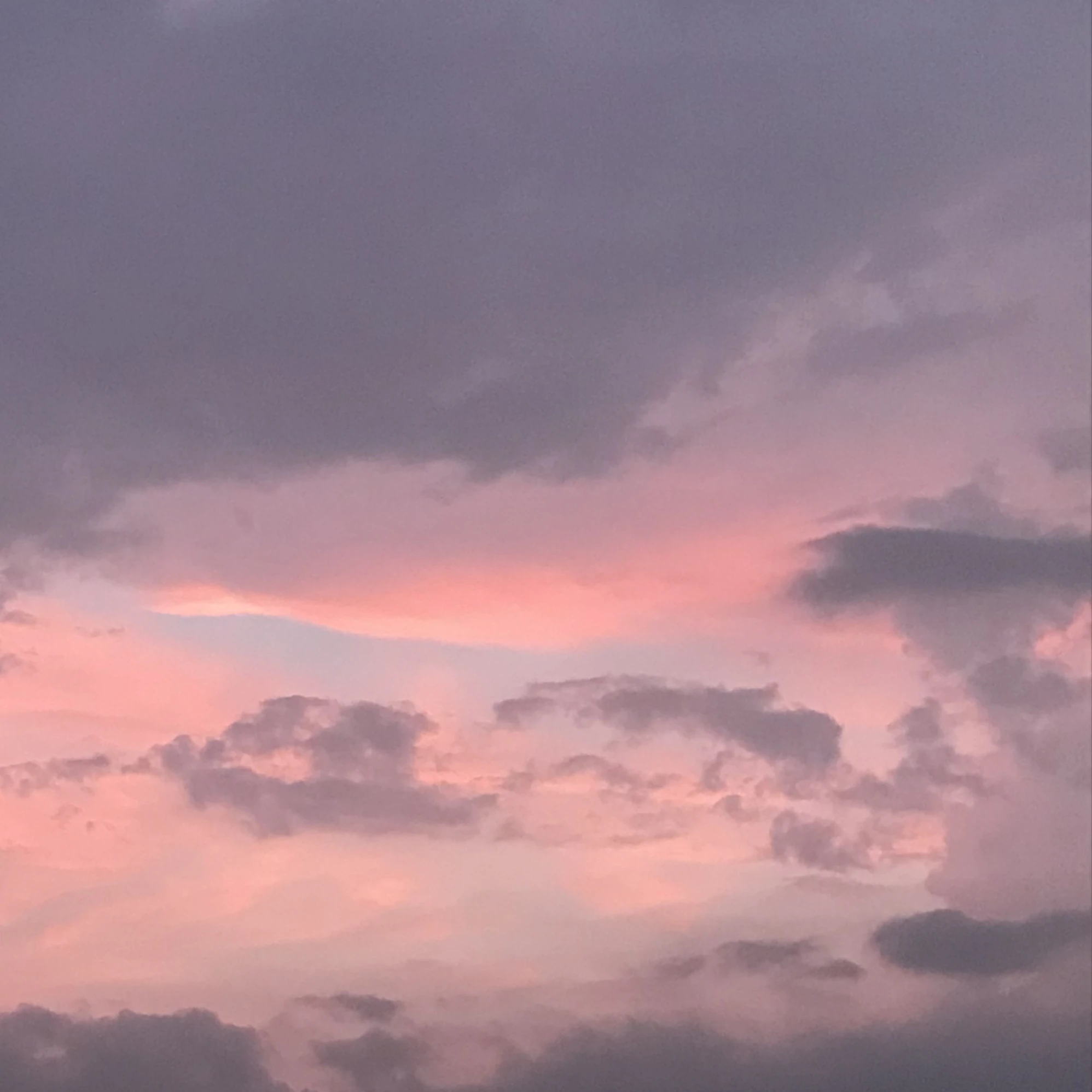 蒼兎