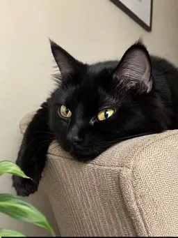 Profile image of Kade