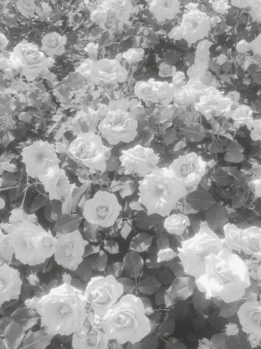 su1tek1_mnsb의 魔法少女ノ精神病院 (患者ver.)