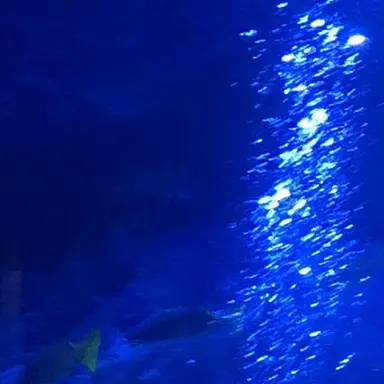 Profile image of パラオ