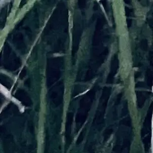 Profile image of 桜