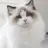 청명