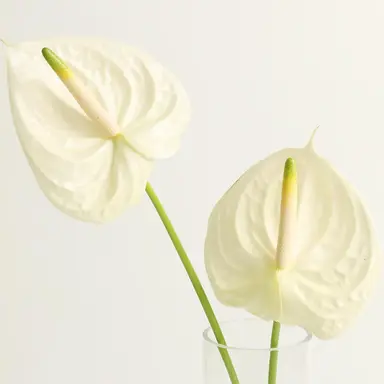 Profile image of 한노아