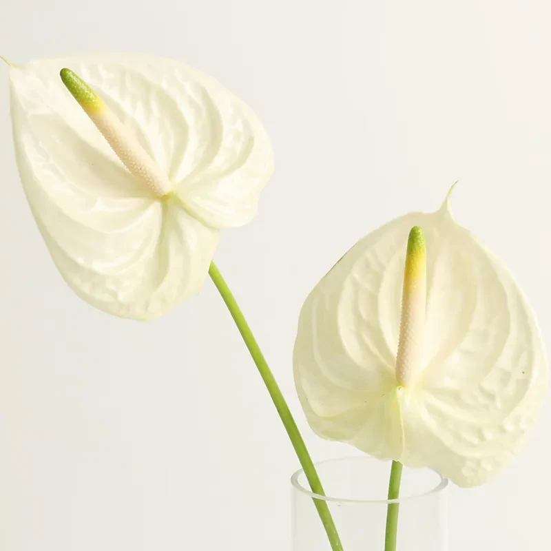 한노아