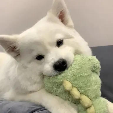 Profile image of 토실이