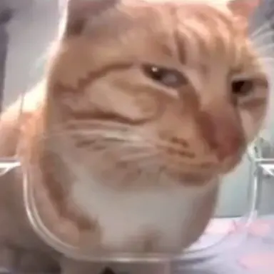 Profile image of アニキ猫