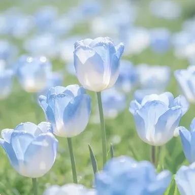 Profile image of 파이브