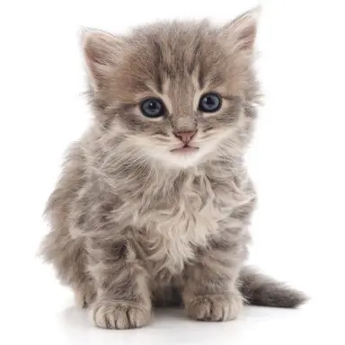 Profile image of 냥냥이