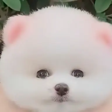 Profile image of 고프.여우