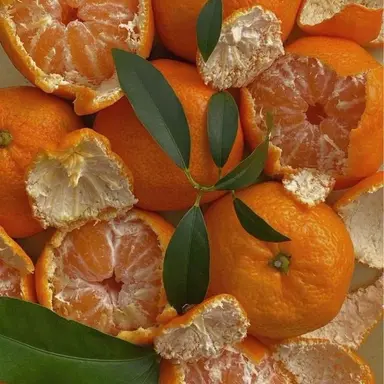 Profile image of 쿠니가미