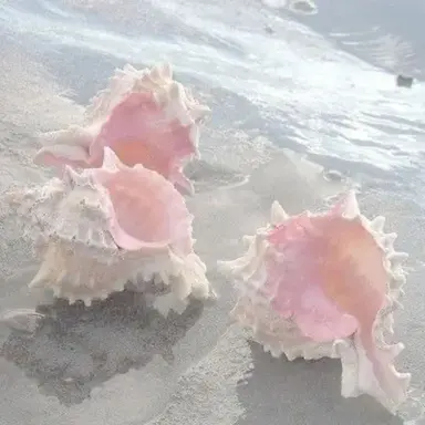Profile image of 밥풀