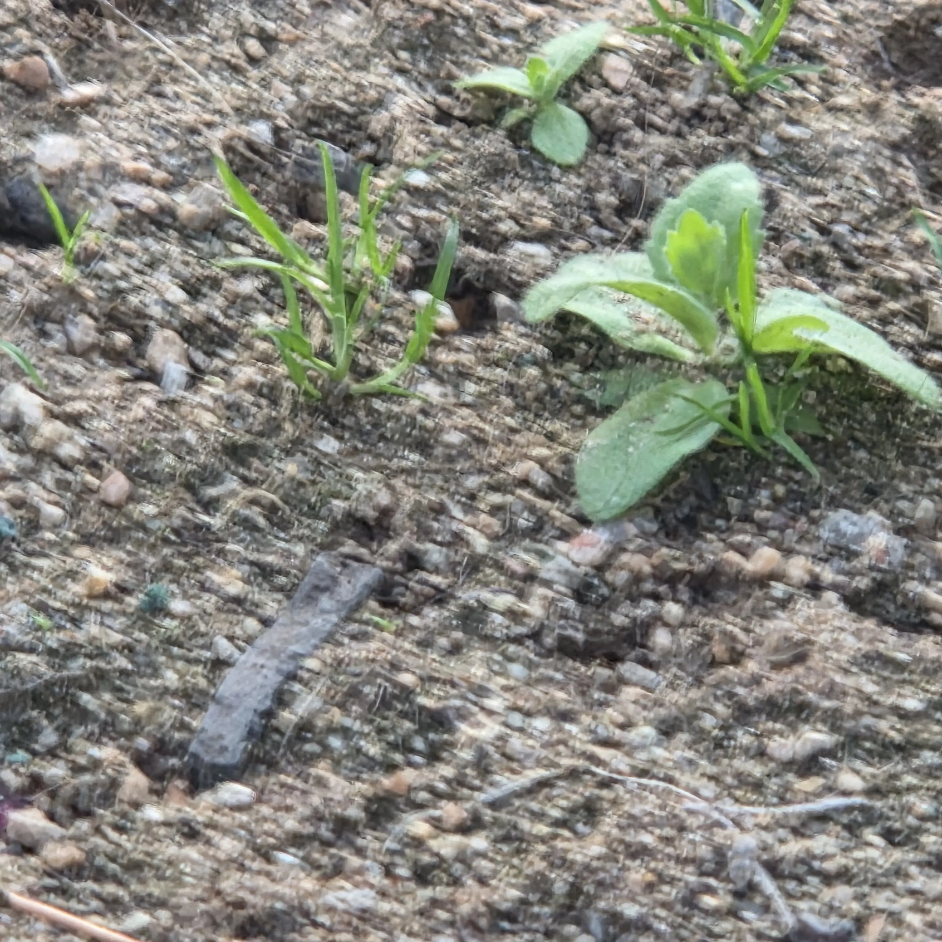 WiryBoss2860의 바훔쿠헨 앤드롤+여우