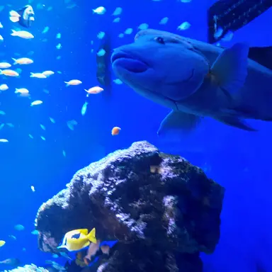 Profile image of 大森元貴