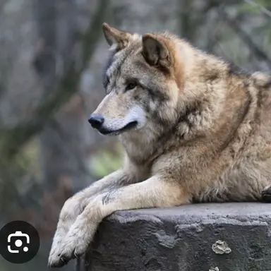 Profile image of 늑대