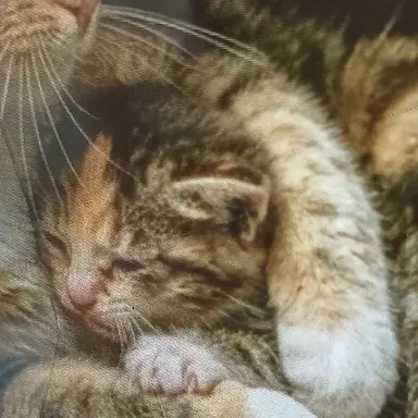 Profile image of 새끼고양이