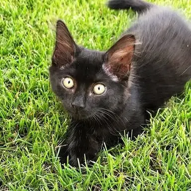 Profile image of Zara