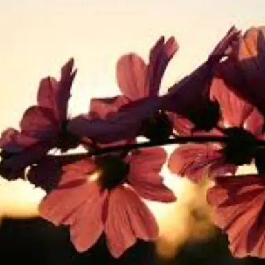 Profile image of 유이 라카드