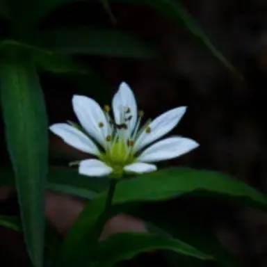 Profile image of 도코니 자키로