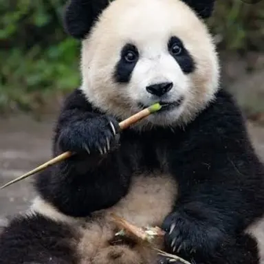 Profile image of Panda