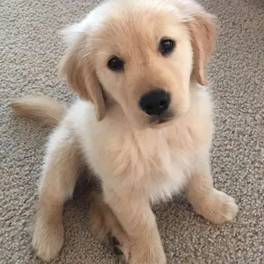 Profile image of 스키즈 코드 시골