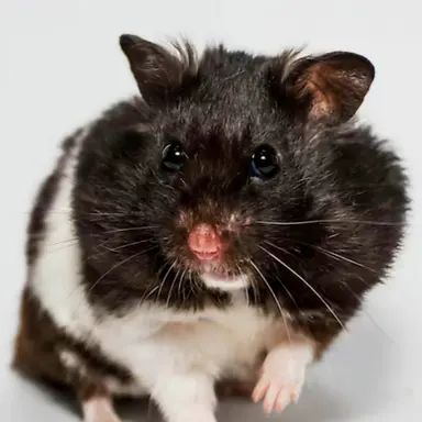 Profile image of 야시로 네네