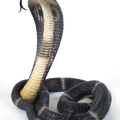 Profile image of 헤비온나 코우에츠