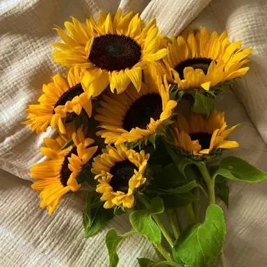 Profile image of 쪼만