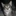 scp-1316 (아기 고양이 루시)