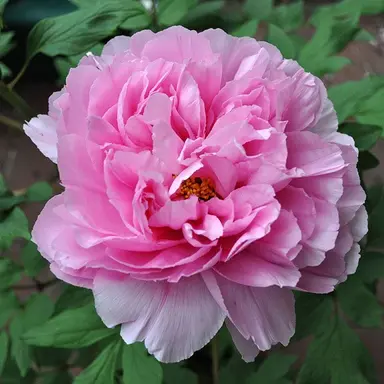 Profile image of 内田有紀