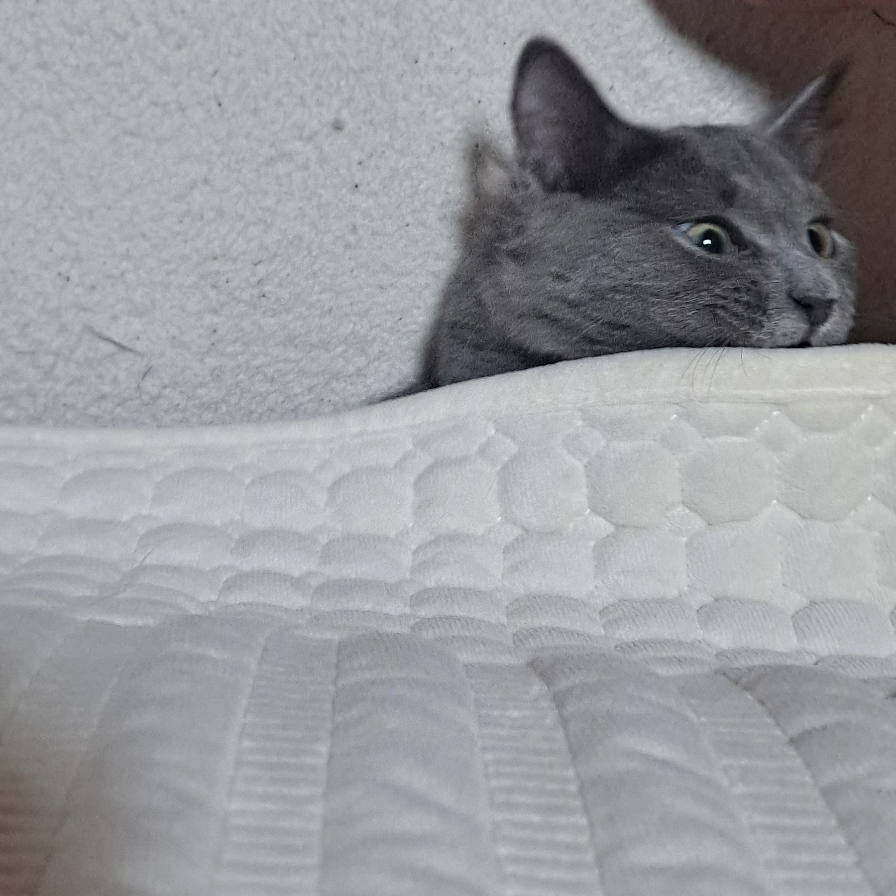릴파