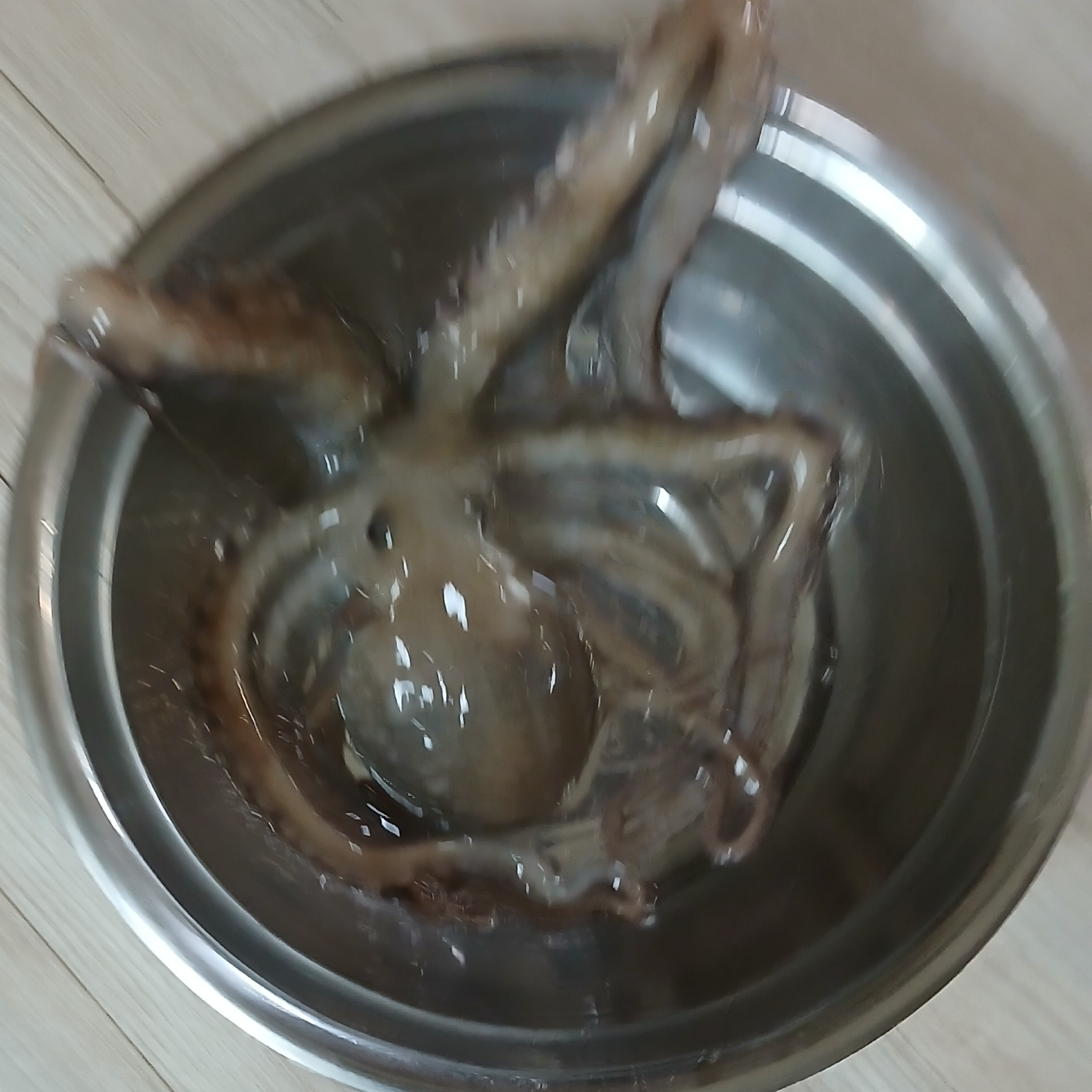 낙지 추격전 대표 이미지