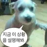 Profile image of 엿같은세상을견딥시다