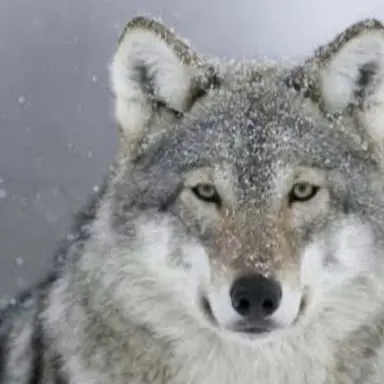 Profile image of 늑대
