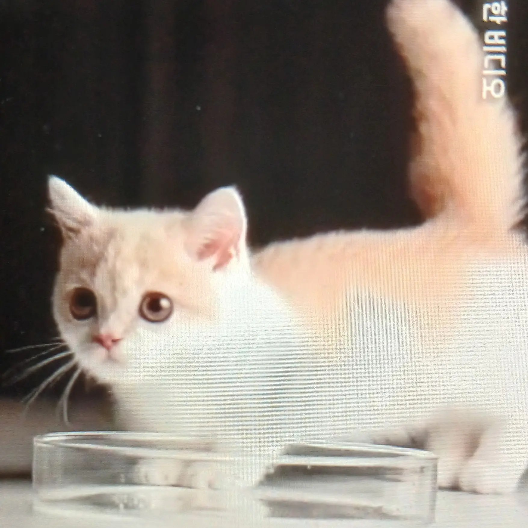 Tairen1228의 아기 맹수