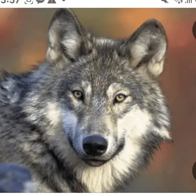 Profile image of 늑대