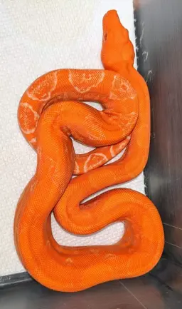 Profile image of Leviathan
