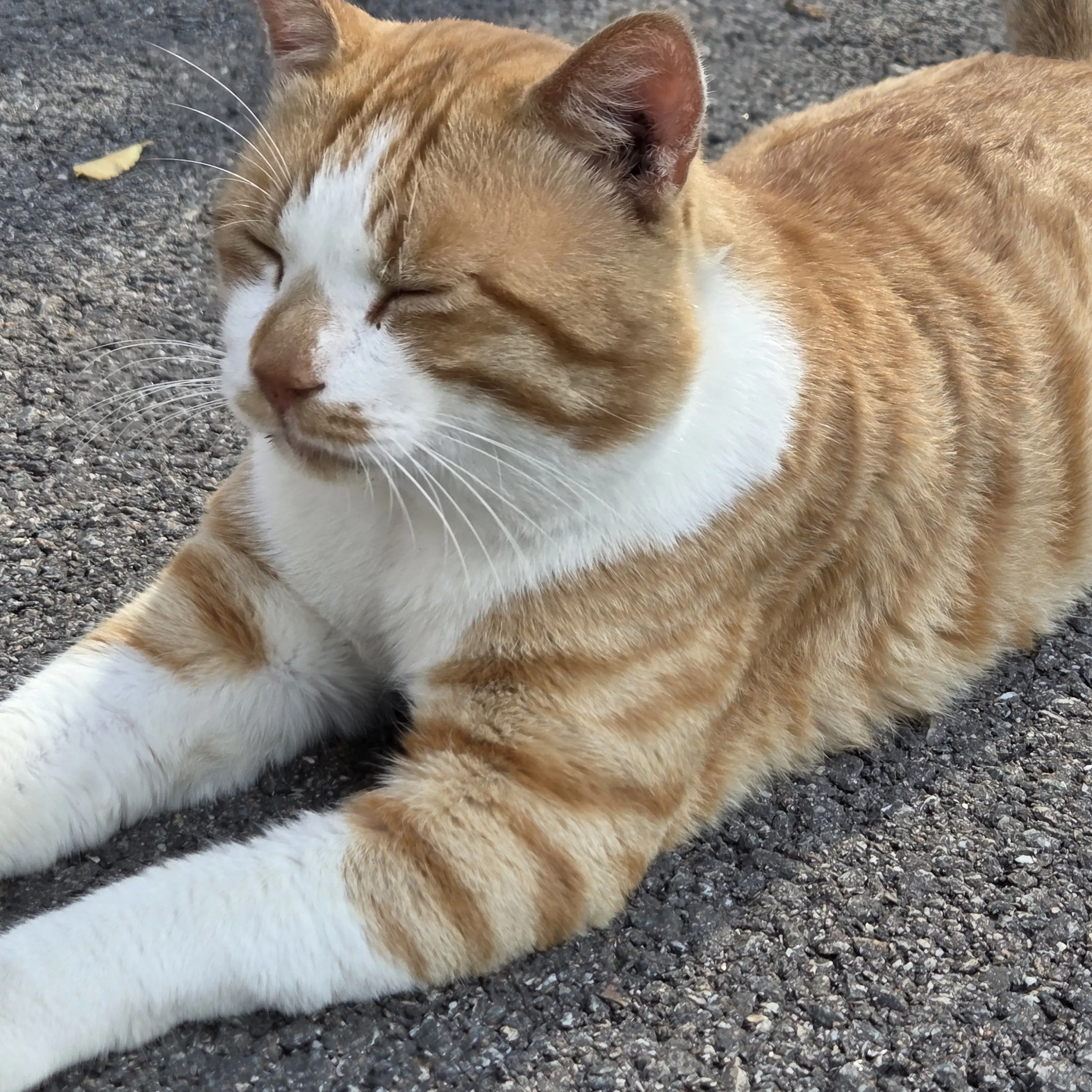 KnottyCell7752의 현대 시대 에이단