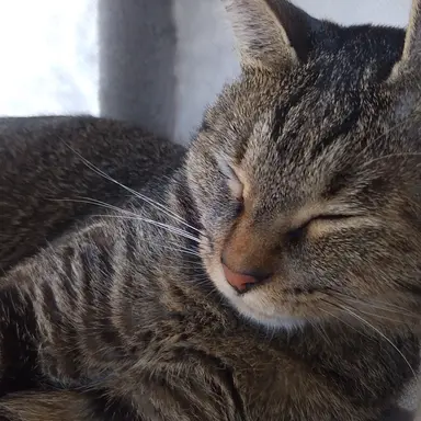 Profile image of グレー