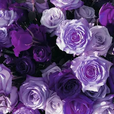 Profile image of 星導ショウ