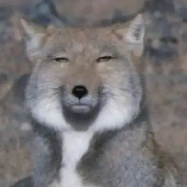 Profile image of 키츠네 여루
