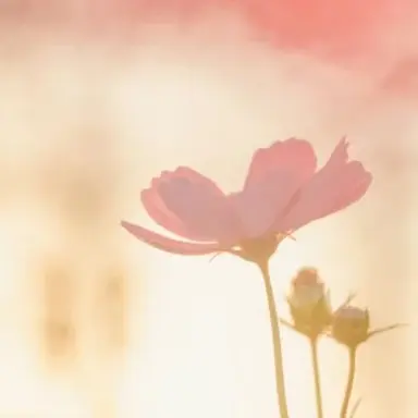 Profile image of 원아